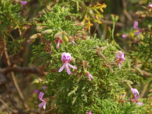 Image of Pelargonium radens by (c) Shaun Swanepoel, some rights reserved (CC BY)