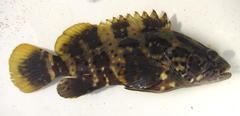 Epinephelus malabaricus