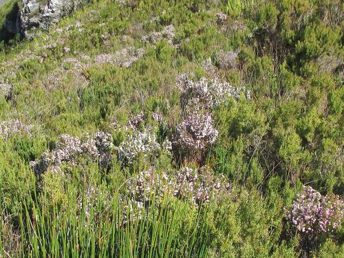 Supasweet Heath (Erica dulcis)