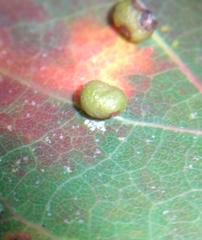 Harmandiola globuli