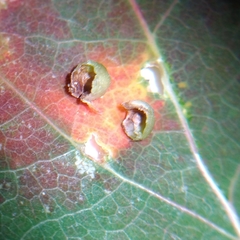 Harmandiola globuli
