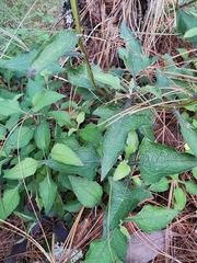 Verbesina pantoptera