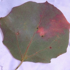 Harmandiola globuli