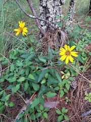 Verbesina pantoptera