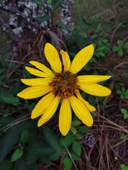 Verbesina pantoptera