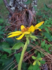 Verbesina pantoptera