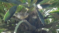 Passer domesticus indicus