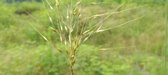Chrysopogon fulvus