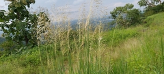 Chrysopogon fulvus