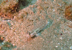 Gnatholepis cauerensis