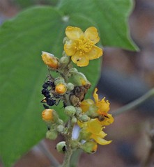 Wissadula densiflora