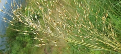 Chrysopogon fulvus