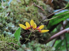 Bulbophyllum retusiusculum