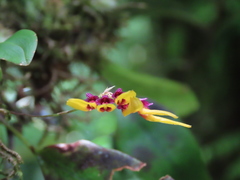 Bulbophyllum retusiusculum