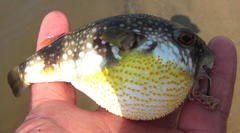 Amblyrhynchote honckenii