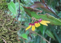 Bulbophyllum retusiusculum