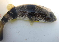 Amblyrhynchote honckenii