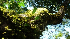 Bulbophyllum retusiusculum