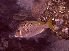 Lethrinus crocineus