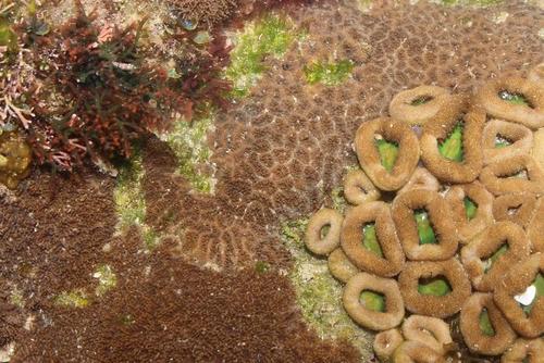 Anomastraea irregularis