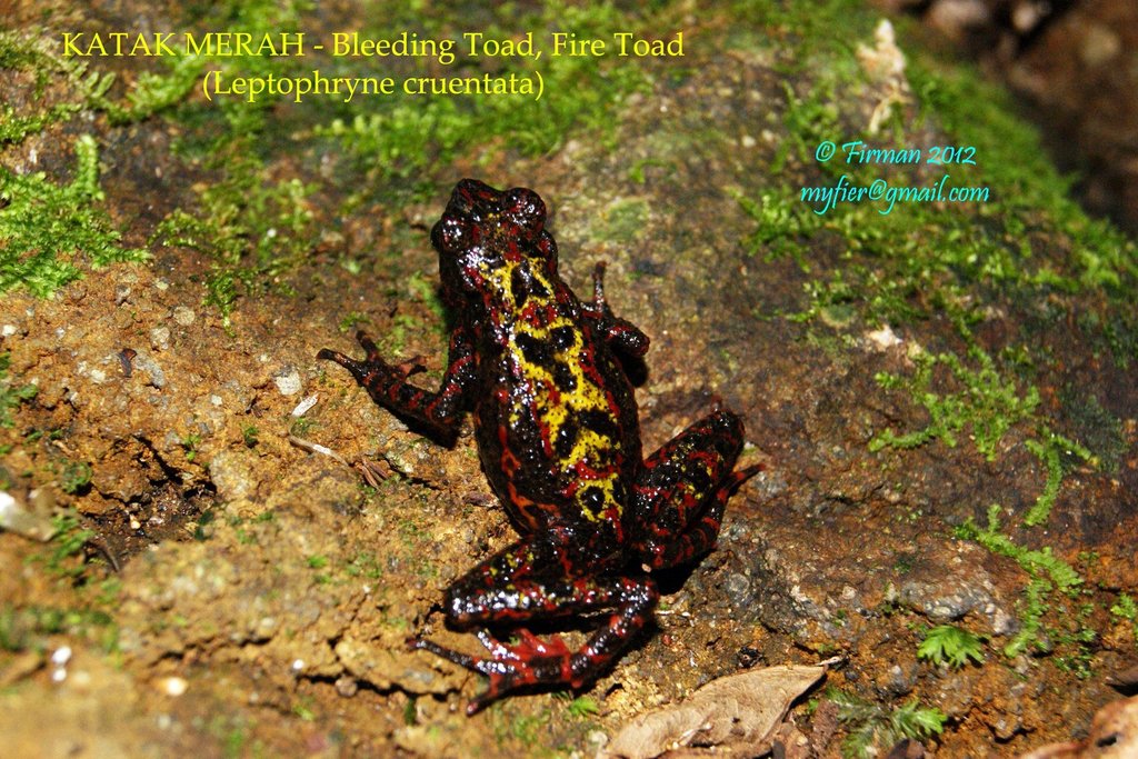Indonesia Tree Toads
