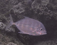 Turrum coeruleopinnatum