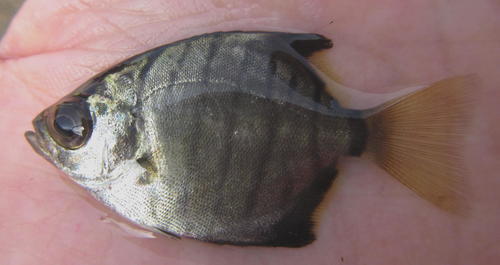Full moony (Monodactylus falciformis) — Monodactylidae — 5