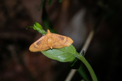 Eusabena