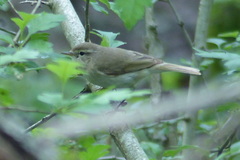 Phylloscopus collybita menzbieri
