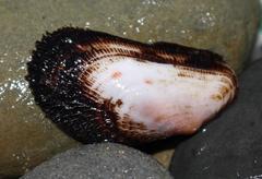 Barbatia obliquata
