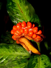 Dieffenbachia elegans