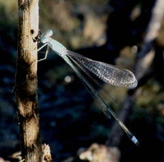 Lestes pallidus