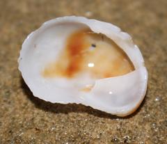 Bostrycapulus odites