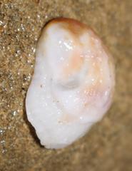 Bostrycapulus odites