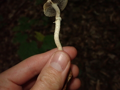 Leratiomyces squamosus