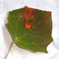Harmandiola globuli