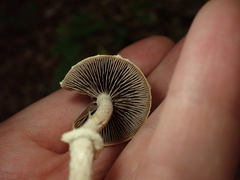 Leratiomyces squamosus