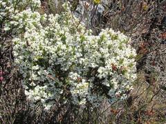 Erica viscidiflora