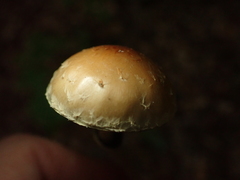 Leratiomyces squamosus