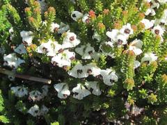 Erica viscidiflora