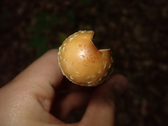 Leratiomyces squamosus