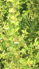 Hypoestes phyllostachya