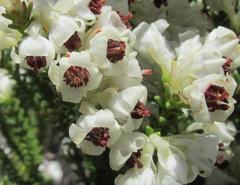Erica viscidiflora