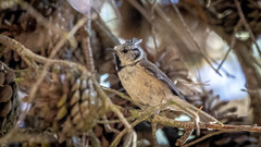 Lophophanes cristatus