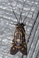 Macrostemum carolina