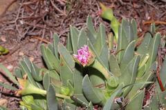 Acrodon bellidiflorus