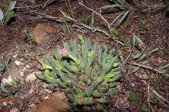 Acrodon bellidiflorus