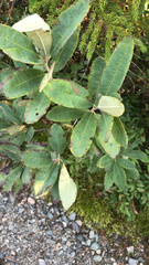 Rhododendron canadense