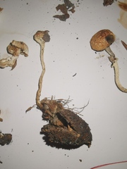 Leratiomyces squamosus