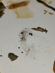 Leratiomyces squamosus